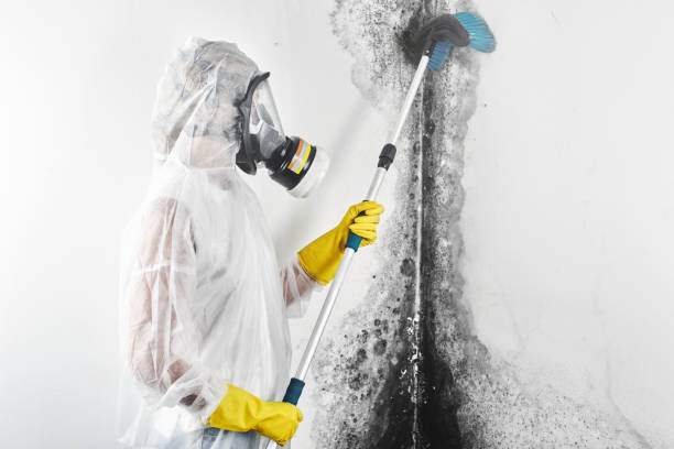 Best Basement Mold Removal  in , SD